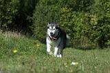 ALASKAN MALAMUTE 378